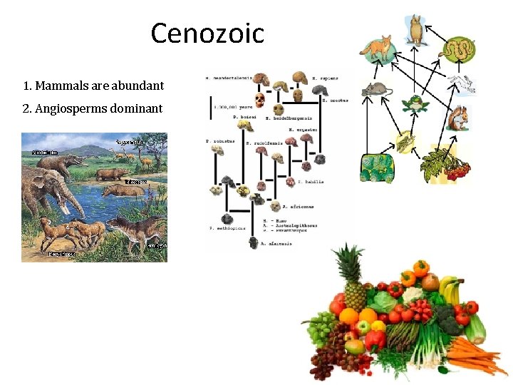 Cenozoic 1. Mammals are abundant 2. Angiosperms dominant 