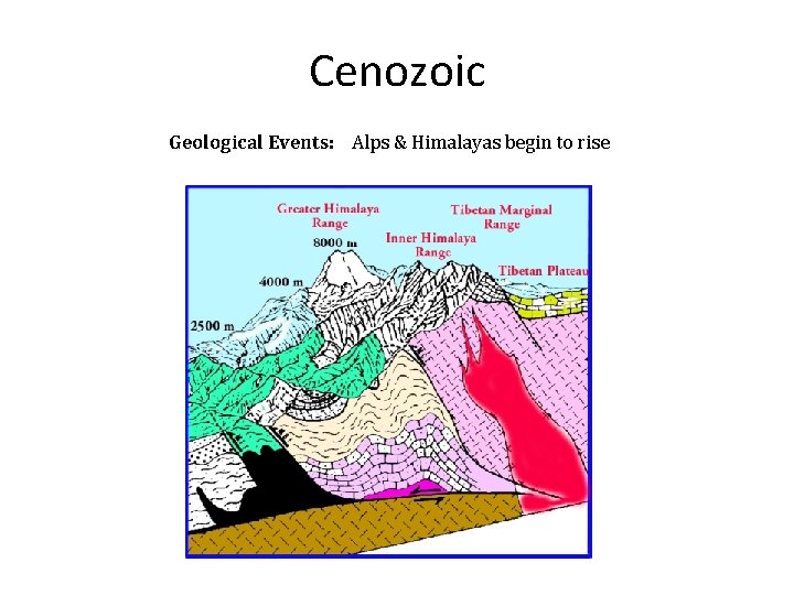 Cenozoic Geological Events: Alps & Himalayas begin to rise 