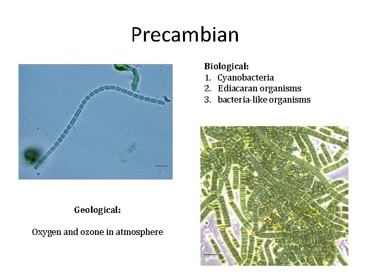 Precambian Biological: 1. Cyanobacteria 2. Ediacaran organisms 3. bacteria-like organisms Geological: Oxygen and ozone