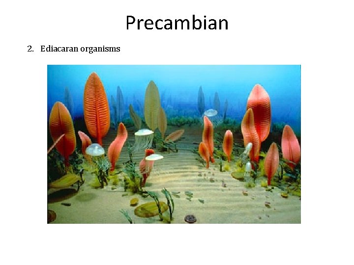 Precambian 2. Ediacaran organisms 