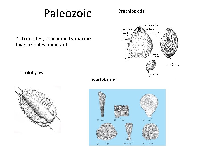 Paleozoic 7. Trilobites , brachiopods, marine invertebrates abundant Trilobytes Invertebrates Brachiopods 