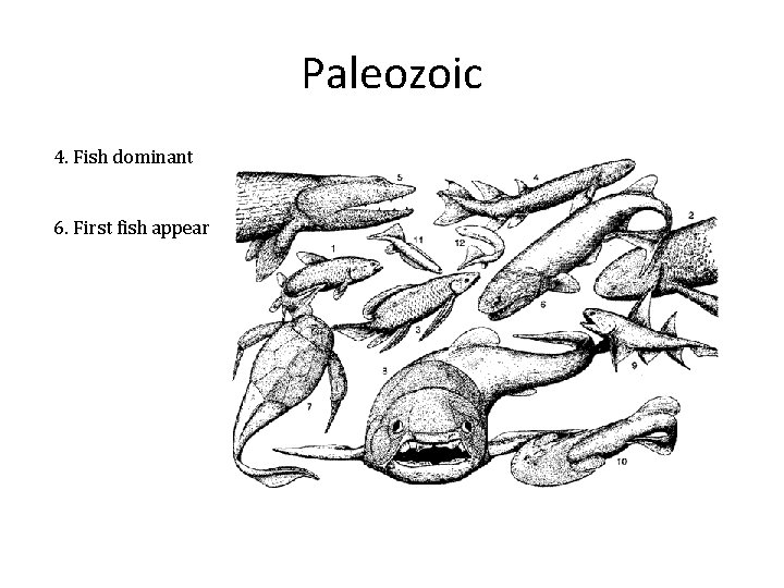 Paleozoic 4. Fish dominant 6. First fish appear 