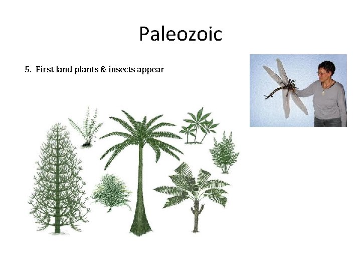 Paleozoic 5. First land plants & insects appear 