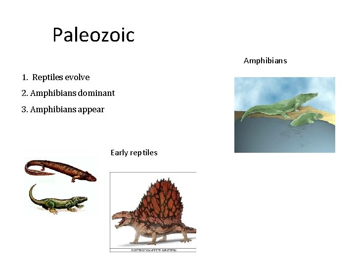 Paleozoic Amphibians 1. Reptiles evolve 2. Amphibians dominant 3. Amphibians appear Early reptiles 