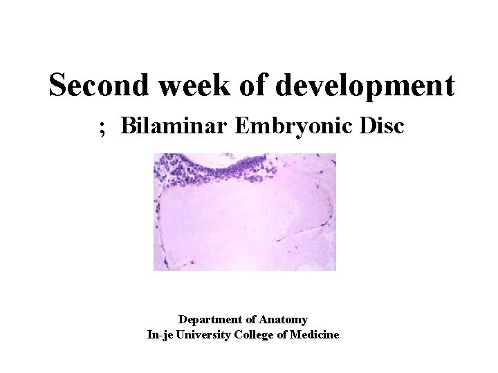 Second week of development ; Bilaminar Embryonic Disc Department of Anatomy In-je University College