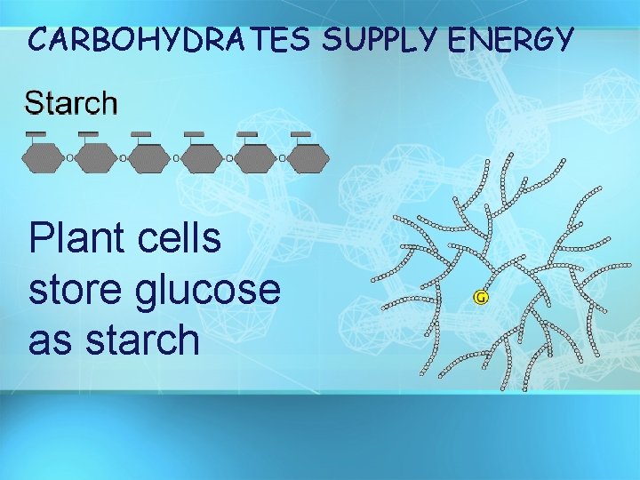 CARBOHYDRATES SUPPLY ENERGY Plant cells store glucose as starch 