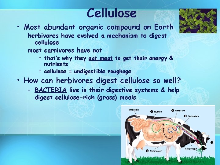 Cellulose • Most abundant organic compound on Earth herbivores have evolved a mechanism to