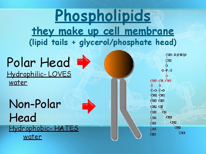 Phospholipids they make up cell membrane (lipid tails + glycerol/phosphate head) Polar Head Hydrophilic-