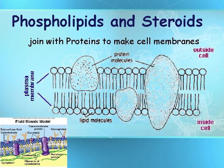 Phospholipids and Steroids join with Proteins to make cell membranes 