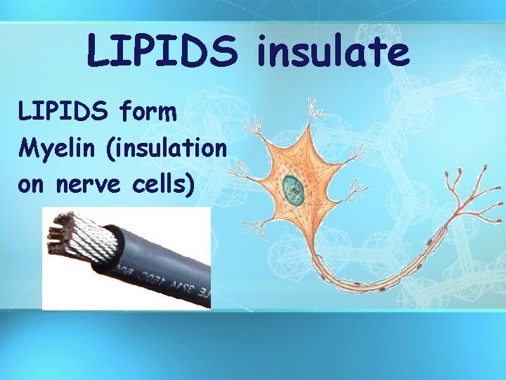 LIPIDS insulate LIPIDS form Myelin (insulation on nerve cells) 