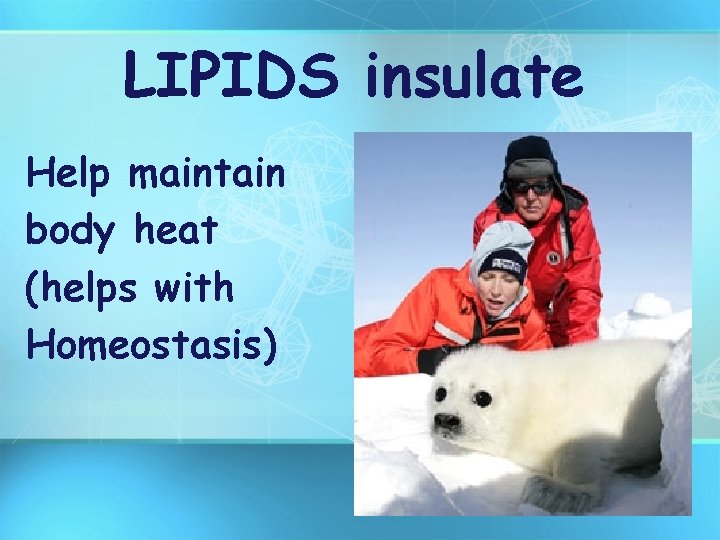 LIPIDS insulate Help maintain body heat (helps with Homeostasis) 