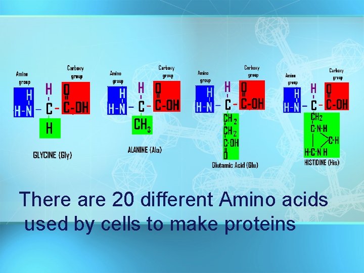 There are 20 different Amino acids used by cells to make proteins 