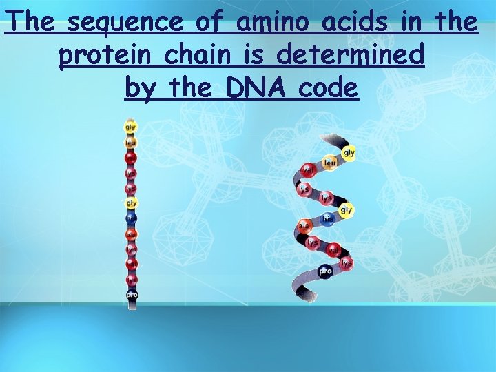 The sequence of amino acids in the protein chain is determined by the DNA