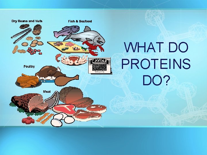 WHAT DO PROTEINS DO? 