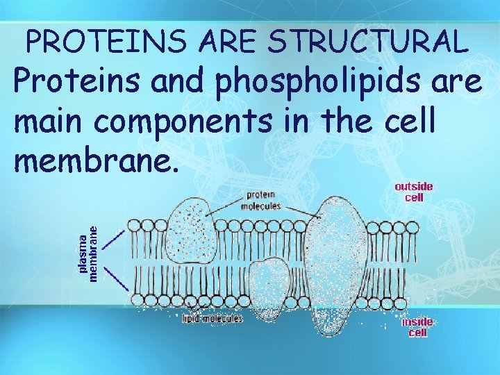 PROTEINS ARE STRUCTURAL Proteins and phospholipids are main components in the cell membrane. 