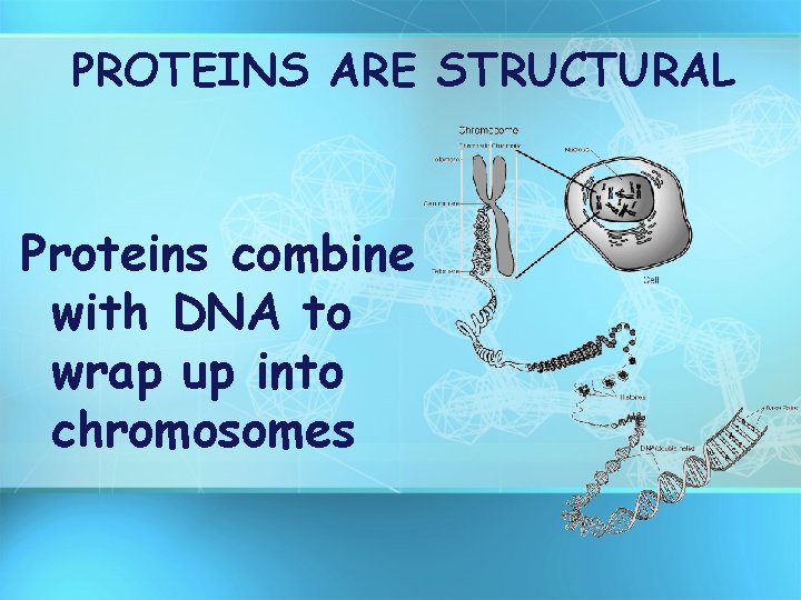 PROTEINS ARE STRUCTURAL Proteins combine with DNA to wrap up into chromosomes 