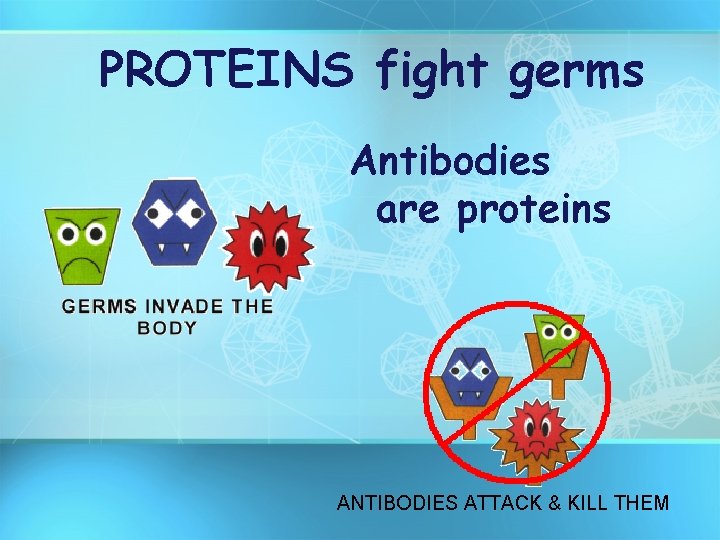 PROTEINS fight germs Antibodies are proteins ANTIBODIES ATTACK & KILL THEM 