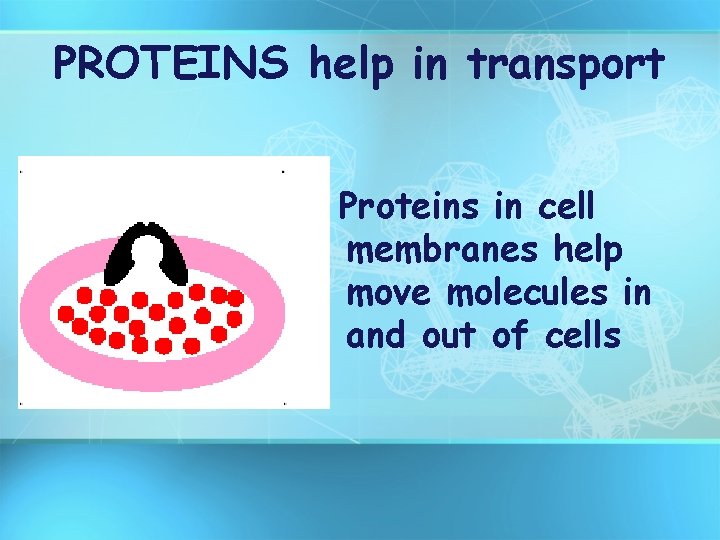 PROTEINS help in transport Proteins in cell membranes help move molecules in and out