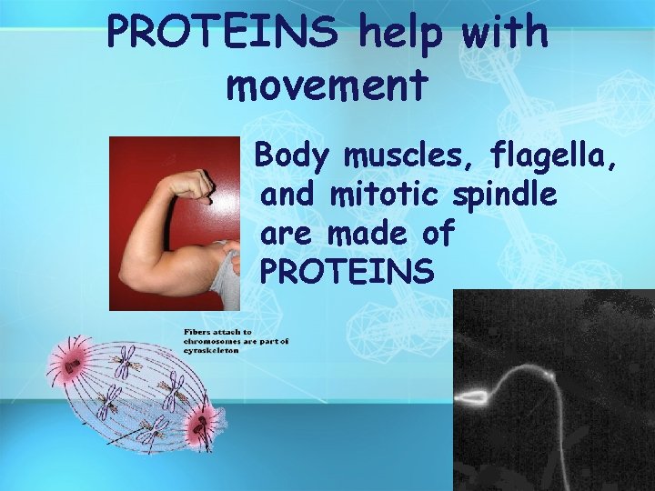 PROTEINS help with movement Body muscles, flagella, and mitotic spindle are made of PROTEINS