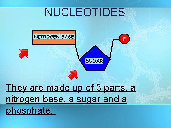 NUCLEOTIDES They are made up of 3 parts, a nitrogen base, a sugar and