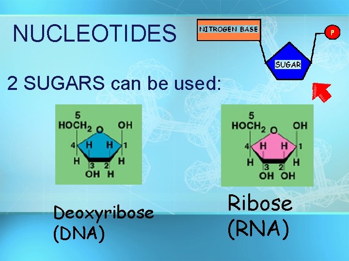 NUCLEOTIDES 2 SUGARS can be used: Deoxyribose (DNA) Ribose (RNA) 