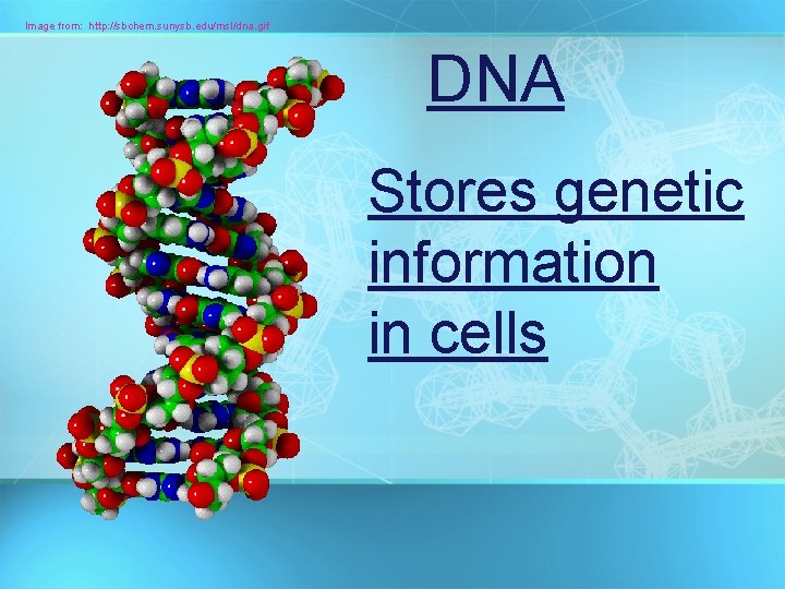 Image from: http: //sbchem. sunysb. edu/msl/dna. gif DNA Stores genetic information in cells 