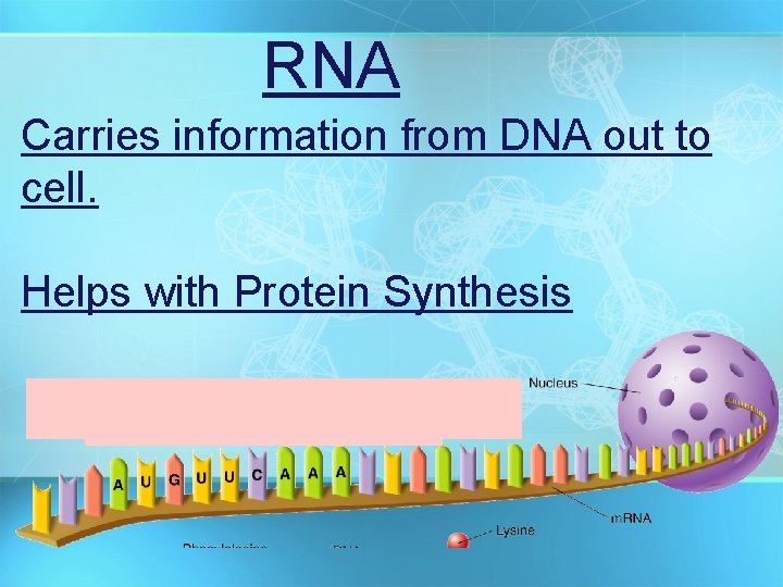 RNA Carries information from DNA out to cell. Helps with Protein Synthesis 