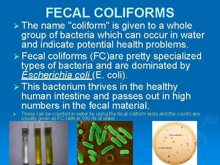 FECAL COLIFORMS Ø The name "coliform" is given to a whole group of bacteria