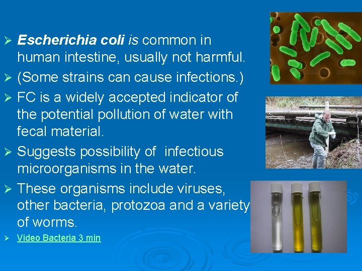 Escherichia coli is common in human intestine, usually not harmful. Ø (Some strains can