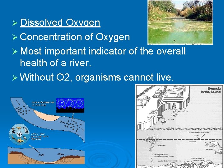 Ø Dissolved Oxygen Ø Concentration of Oxygen Ø Most important indicator of the overall