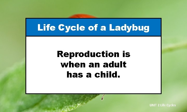 Life Cycle of a Ladybug Reproduction is when an adult has a child. UNIT
