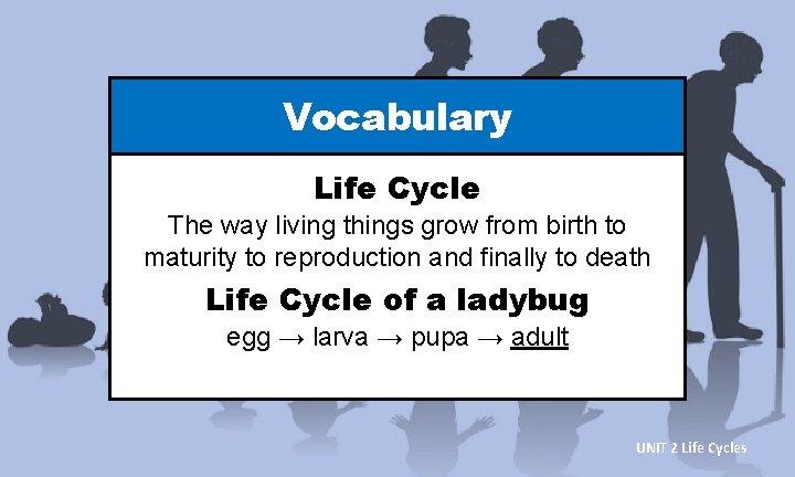 Vocabulary Life Cycle The way living things grow from birth to maturity to reproduction