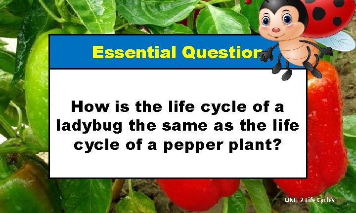 Essential Question How is the life cycle of a ladybug the same as the