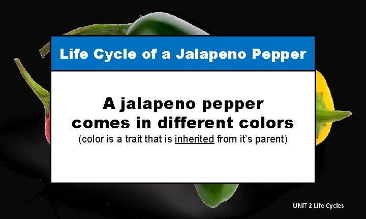 Life Cycle of a Jalapeno Pepper A jalapeno pepper comes in different colors (color