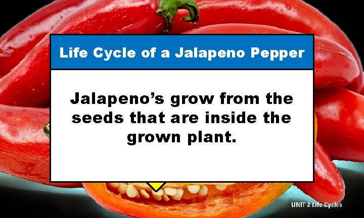 Life Cycle of a Jalapeno Pepper Jalapeno’s grow from the seeds that are inside