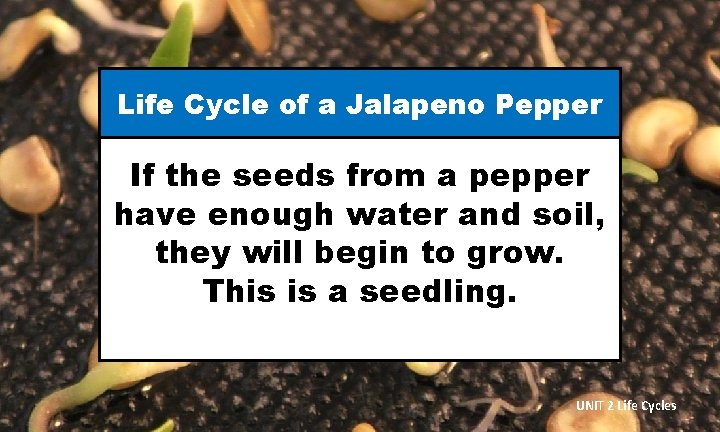 Life Cycle of a Jalapeno Pepper If the seeds from a pepper have enough