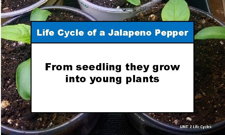 Life Cycle of a Jalapeno Pepper From seedling they grow into young plants UNIT