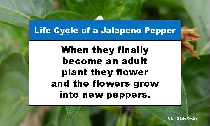 Life Cycle of a Jalapeno Pepper When they finally become an adult plant they