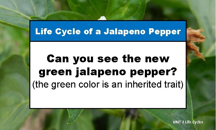 Life Cycle of a Jalapeno Pepper Can you see the new green jalapeno pepper?