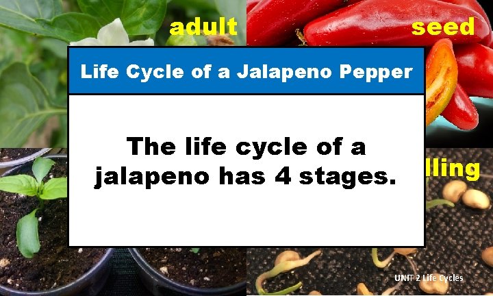adult seed Life Cycle of a Jalapeno Pepper The life cycle of a young