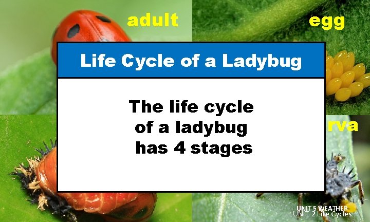 adult egg Life Cycle of a Ladybug The life cycle pupa of a ladybug