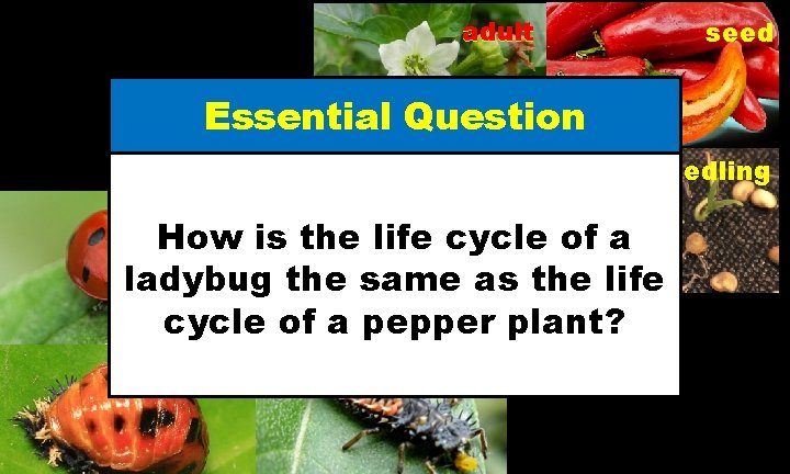 adult seed Essential Question young plant seedling adult egg How is the life cycle