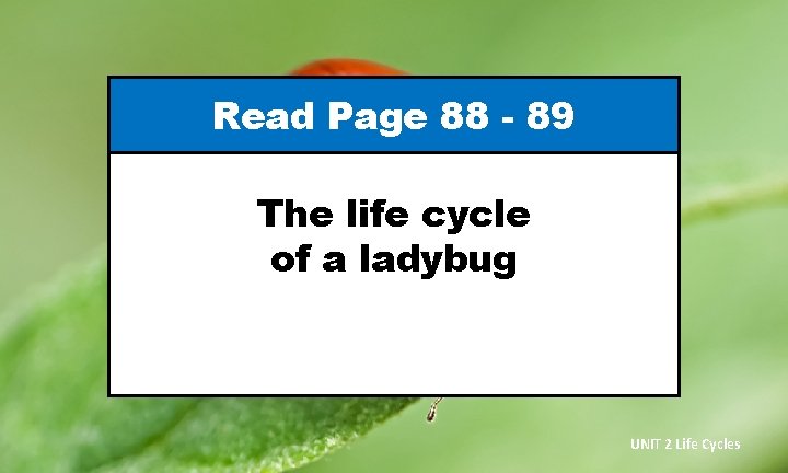Read Page 88 - 89 The life cycle of a ladybug UNIT 2 Life