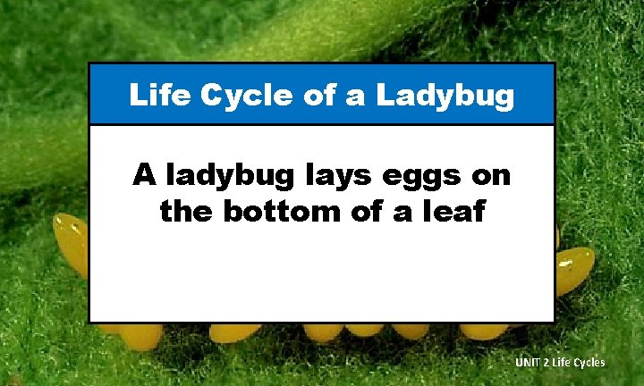 Life Cycle of a Ladybug A ladybug lays eggs on the bottom of a