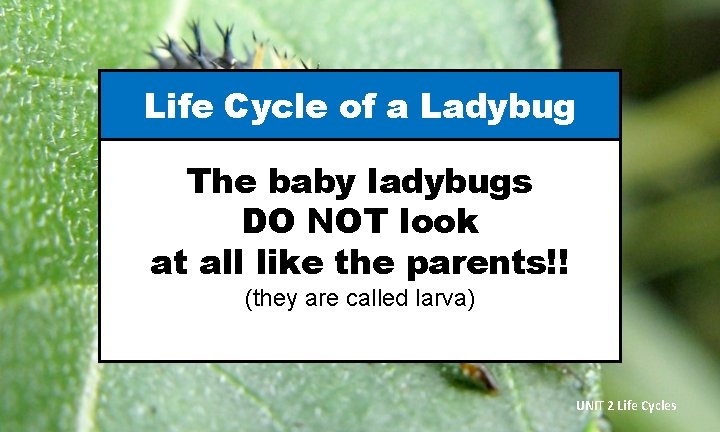 Life Cycle of a Ladybug The baby ladybugs DO NOT look at all like