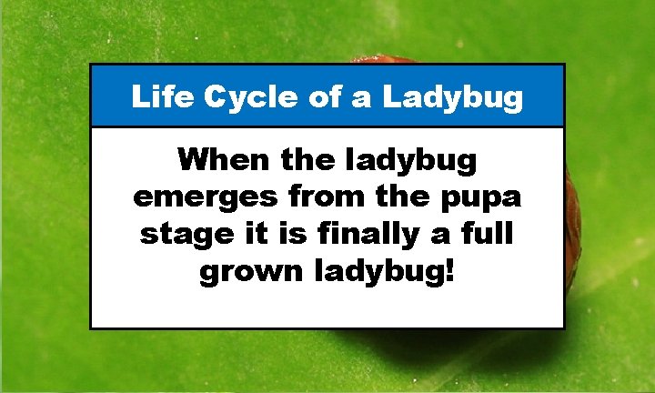 Life Cycle of a Ladybug When the ladybug emerges from the pupa stage it