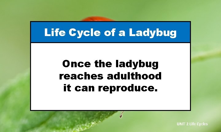 Life Cycle of a Ladybug Once the ladybug reaches adulthood it can reproduce. UNIT