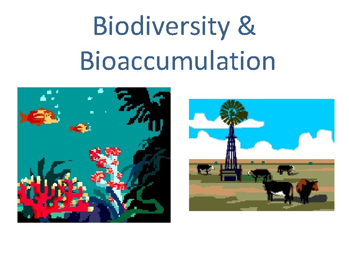 Biodiversity & Bioaccumulation 