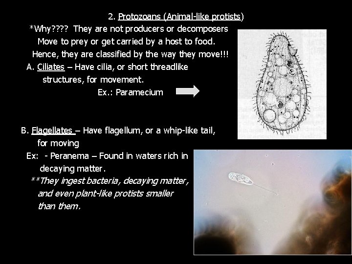 2. Protozoans (Animal-like protists) *Why? ? They are not producers or decomposers Move to 2. Protozoans (Animal-like protists) *Why? ? They are not producers or decomposers Move to
