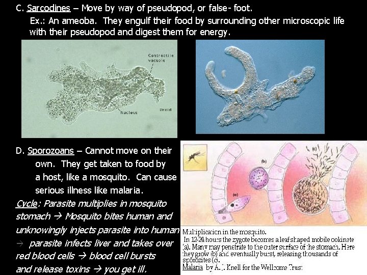 C. Sarcodines – Move by way of pseudopod, or false- foot. Ex. : An C. Sarcodines – Move by way of pseudopod, or false- foot. Ex. : An